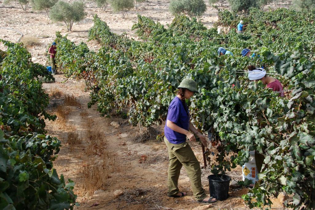 Carmey Avdat Farm Midreshet Ben Gurion Bagian luar foto